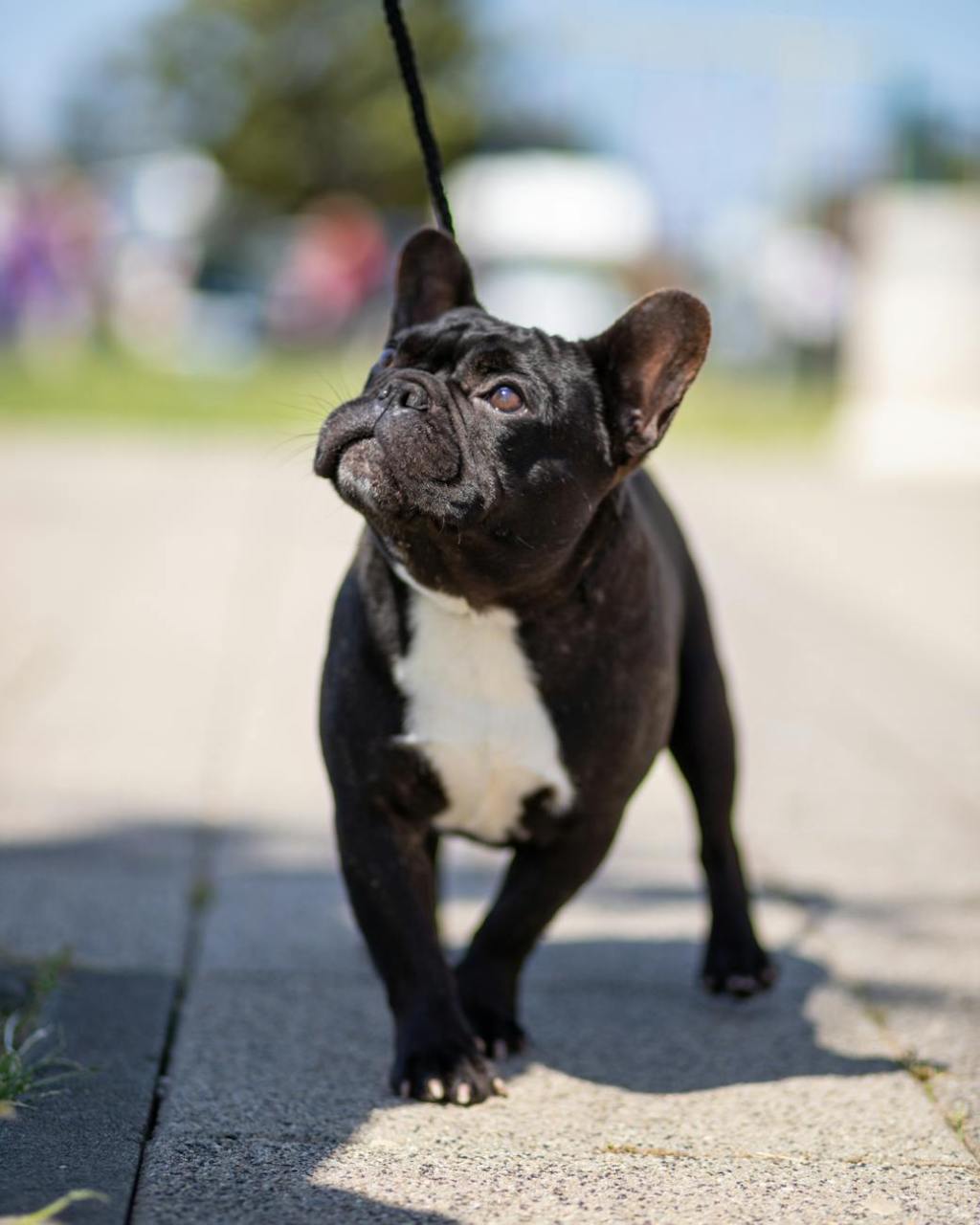 Parque Andrés Bello